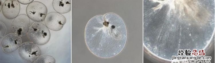 荧光海是怎么形成的,荧光海出现原因