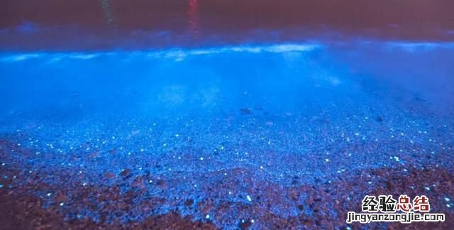荧光海是怎么形成的,荧光海出现原因