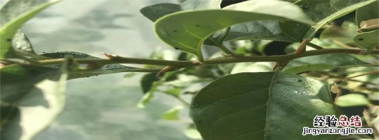 三角梅为什么会长蚜虫,三角梅长虫杀死蚜虫最好办法是什么