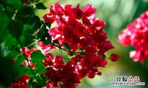 三角梅为什么会长蚜虫,三角梅长虫杀死蚜虫最好办法是什么