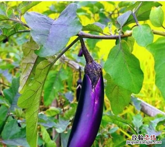 蔬菜批发生意怎么做才能快速成功