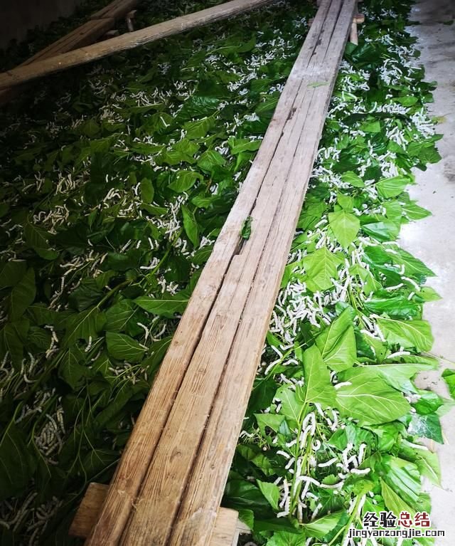 蚕丝被好不好,蚕丝被好不好用啊