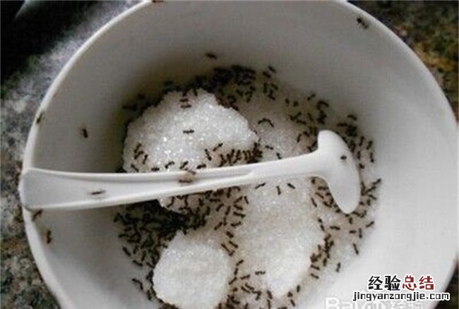 厨房如何巧除蚂蚁,家里厨房有蚂蚁怎么处理