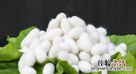 蚕丝是怎么形成的视频，蚕茧是由几根蚕丝组成的