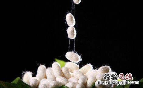 蚕丝是怎么形成的视频，蚕茧是由几根蚕丝组成的