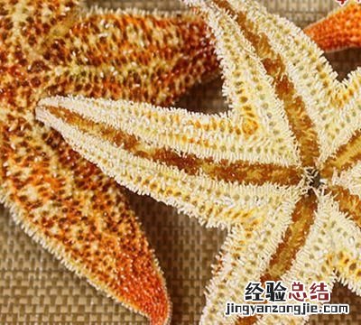 海星能吃吗是不是有毒 海星能吃吗