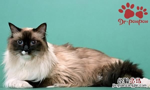 宠物湿粮和干粮区别,猫吃湿粮好还是吃干粮好呢