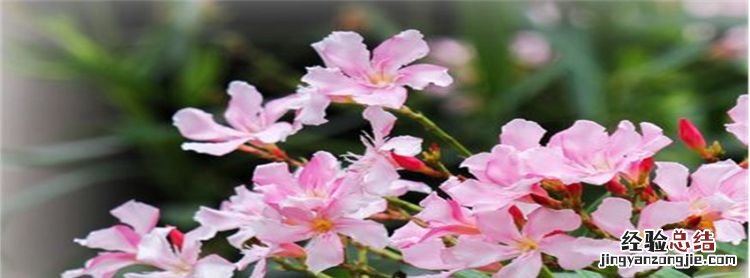 十种不适合室内养的花,哪种花有毒不能养在室内