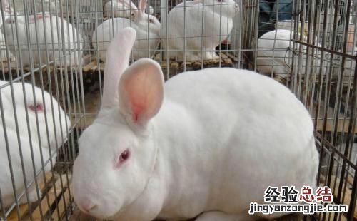 兔子喜欢吃什么,兔子喜欢吃什么食物图画