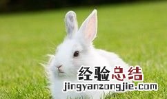 兔子喜欢吃什么,兔子喜欢吃什么食物图画