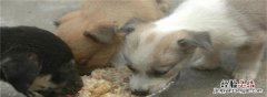 养狗给吃狗粮还是剩饭菜比较好