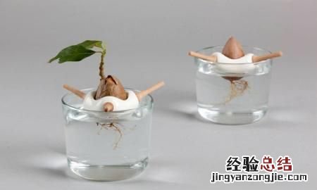牛油果的种植方法