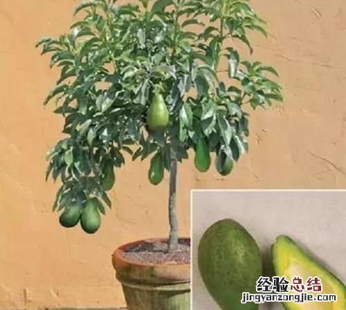 牛油果的种植方法