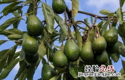 牛油果的种植方法