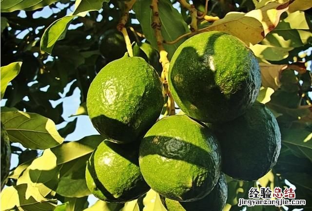 牛油果的种植方法