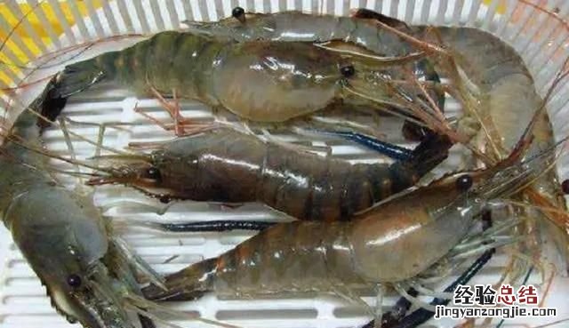 市场上买的大虾是淡水还是海水的