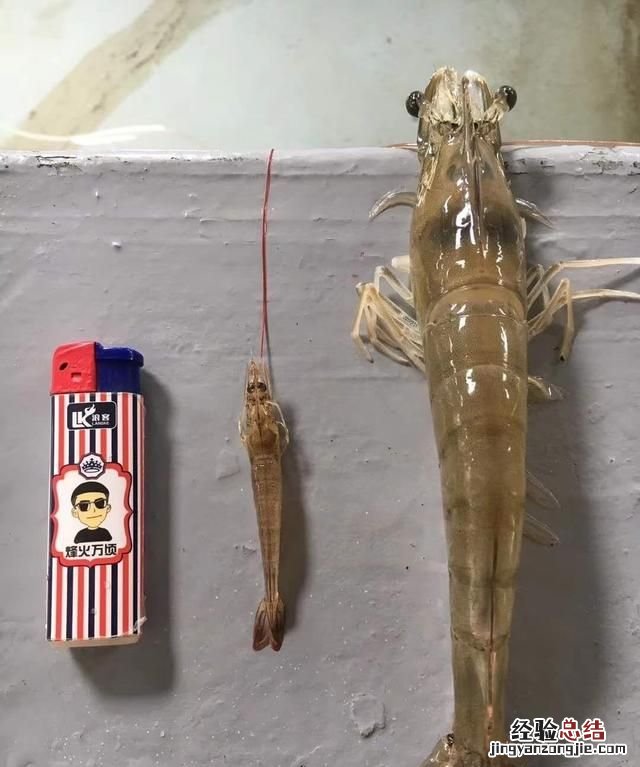 市场上买的大虾是淡水还是海水的