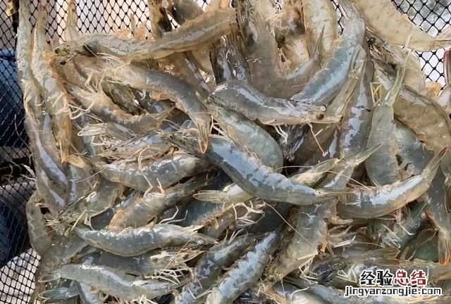 市场上买的大虾是淡水还是海水的