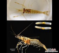 市场上买的大虾是淡水还是海水的