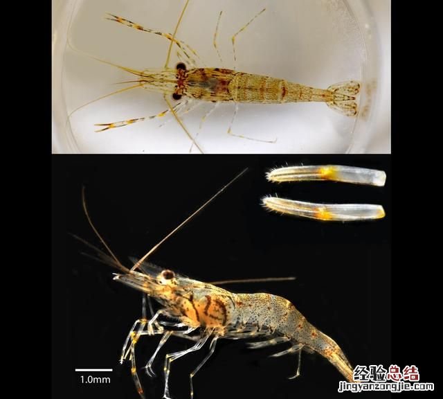 市场上买的大虾是淡水还是海水的