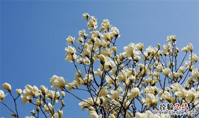 教你科学延长鲜花的保鲜期