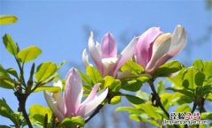 教你科学延长鲜花的保鲜期