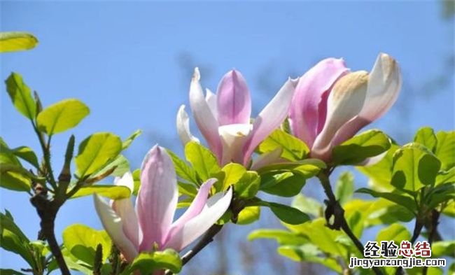教你科学延长鲜花的保鲜期