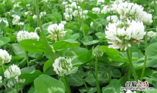 教你科学延长鲜花的保鲜期