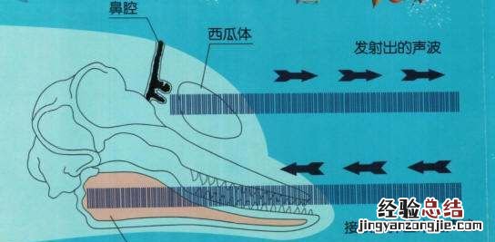 海豚有哪些特点,海豚的生活环境和特点是什么