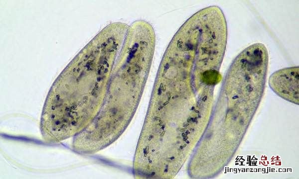 草履虫是属于生物，草履虫和变形虫是单细胞生物吗