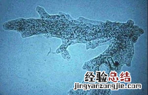 草履虫是属于生物，草履虫和变形虫是单细胞生物吗