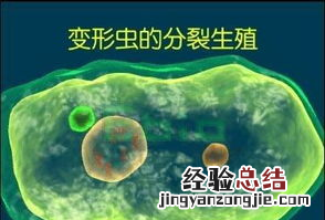 草履虫是属于生物，草履虫和变形虫是单细胞生物吗