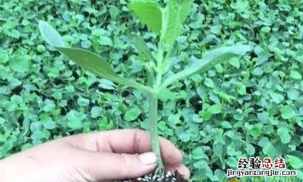 露天种植羊角蜜 怎样种植羊角蜜