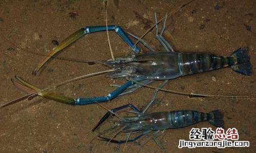 罗氏沼虾的功效与作用,罗氏虾不能和什么食物一起吃