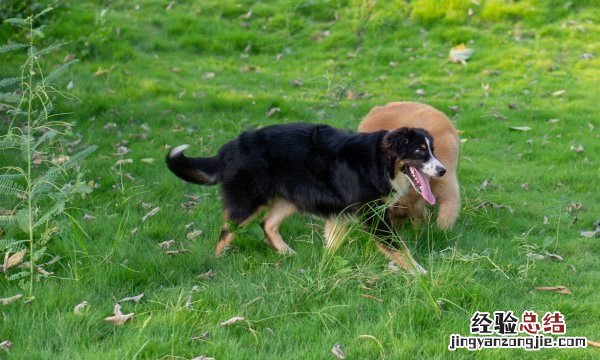 被狗咬后一定会发病，狗怎样才会传播狂犬病