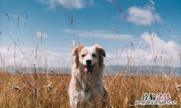 被狗咬后一定会发病，狗怎样才会传播狂犬病