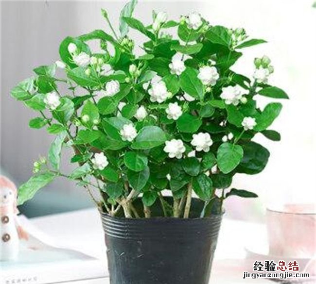 盆栽荷花冬季怎样过冬，冬季盆栽茉莉怎么样过冬