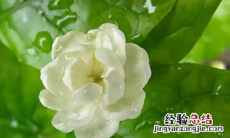 盆栽荷花冬季怎样过冬，冬季盆栽茉莉怎么样过冬