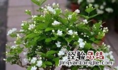 盆栽荷花冬季怎样过冬，冬季盆栽茉莉怎么样过冬