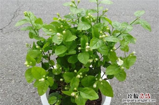 盆栽荷花冬季怎样过冬，冬季盆栽茉莉怎么样过冬