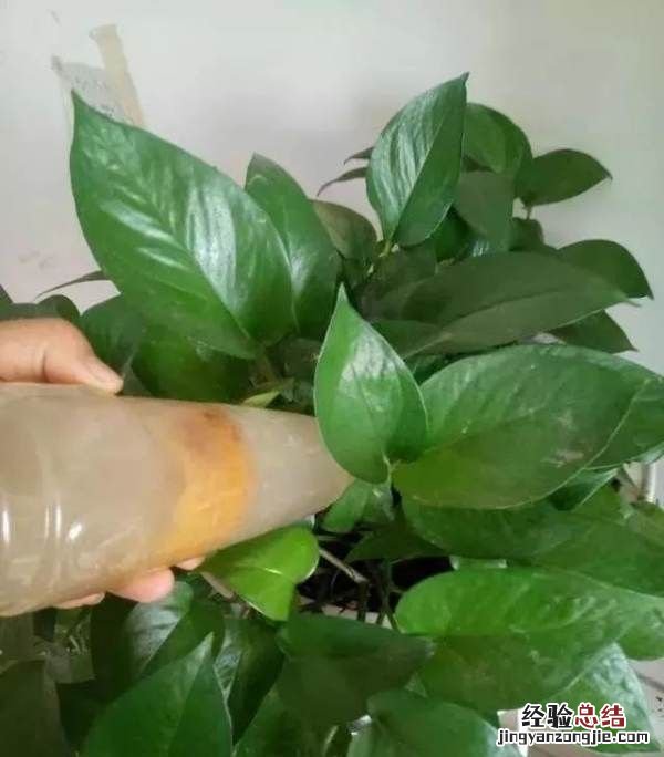 你家有吃剩的橘子皮,吃剩的橘子皮可以直接放进盆栽里面吗