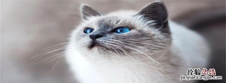 被猫猫抓伤需要打狂犬疫苗,被猫咪抓破皮要打狂犬疫苗吗