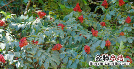 重阳节有什么意义，重阳节的意义是什么