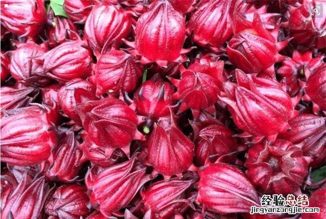 玫瑰茄的副作用,玫瑰茄泡水喝的功效与禁忌