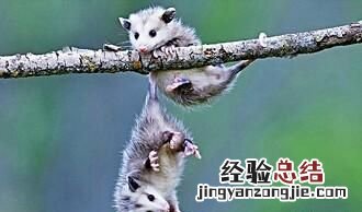 你都知道哪些装死的本领很强的动物呢