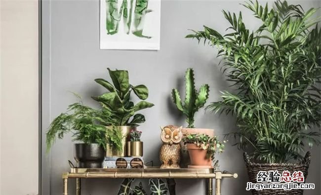 新家适合摆放绿植的品种是什么