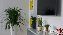 新家适合摆放绿植的品种是什么