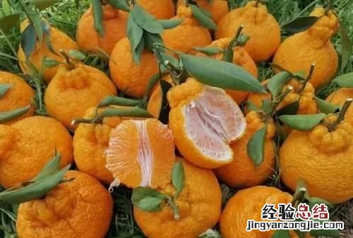 丑橘和耙耙柑有什么区别，春见耙耙柑与丑橘的区别