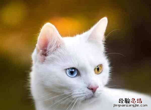 猫生产前的几小时征兆，猫咪生产前几个小时有什么症状