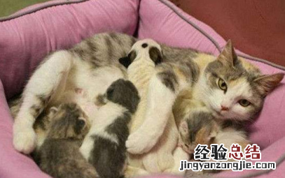 猫生产前的几小时征兆，猫咪生产前几个小时有什么症状